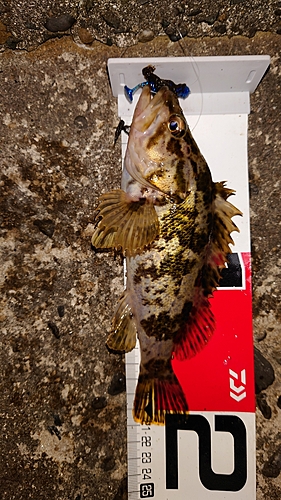 タケノコメバルの釣果