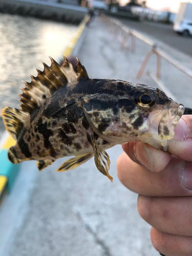 タケノコメバルの釣果