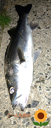 シーバスの釣果