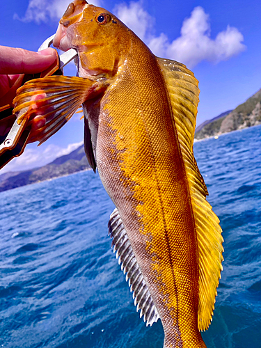 アイナメの釣果