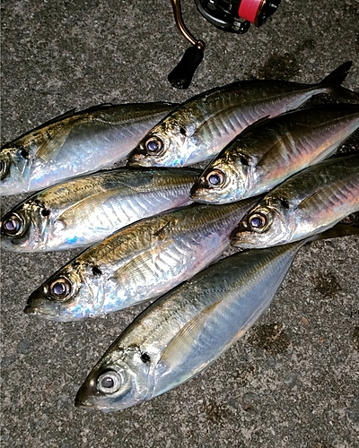 アジの釣果