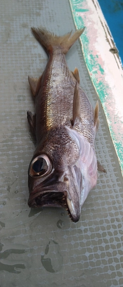 クロムツの釣果