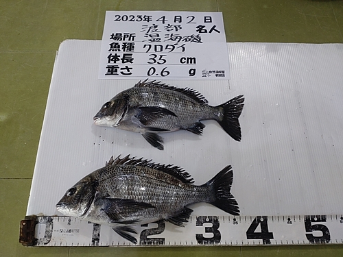 クロダイの釣果