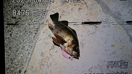 クロメバルの釣果