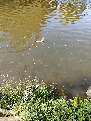 ニジマスの釣果