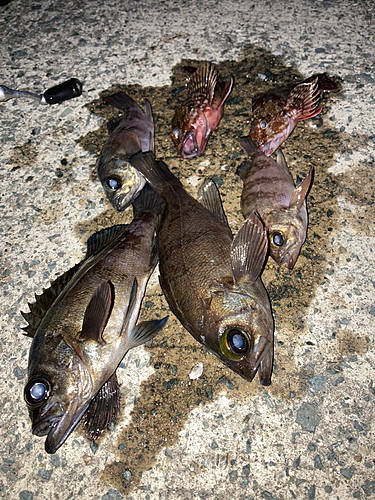 メバルの釣果