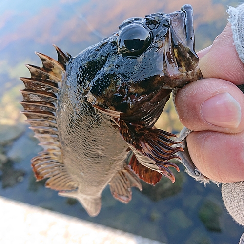 アラカブの釣果