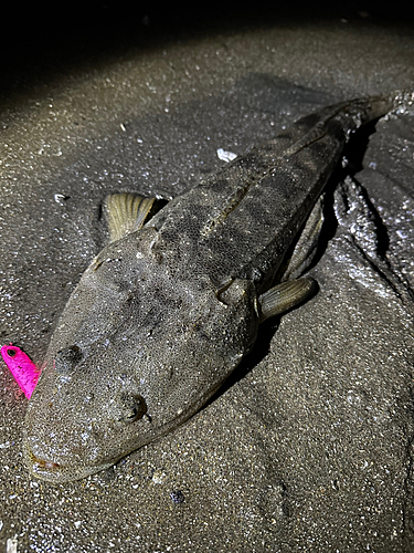 マゴチの釣果