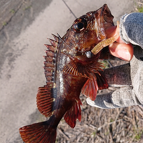 アラカブの釣果