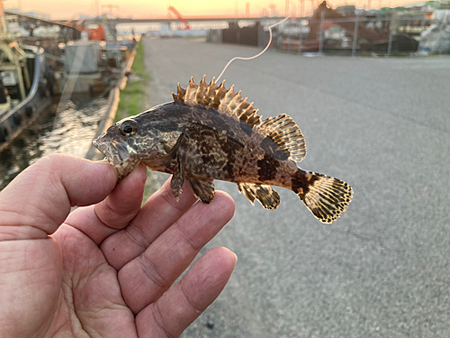 タケノコメバルの釣果