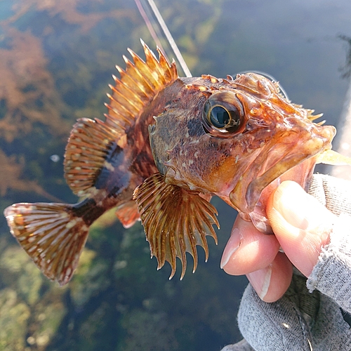 アラカブの釣果