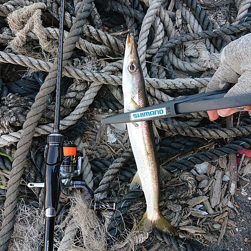 カマスの釣果