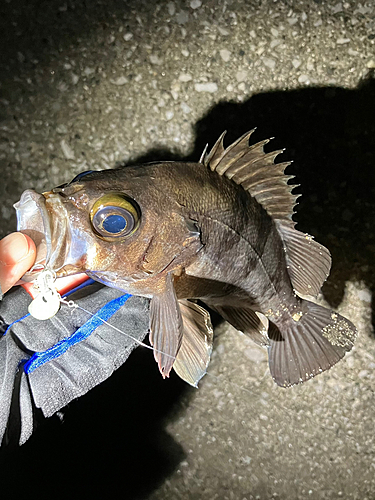 メバルの釣果