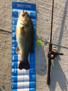 ブラックバスの釣果