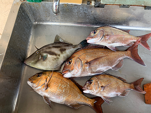 マダイの釣果