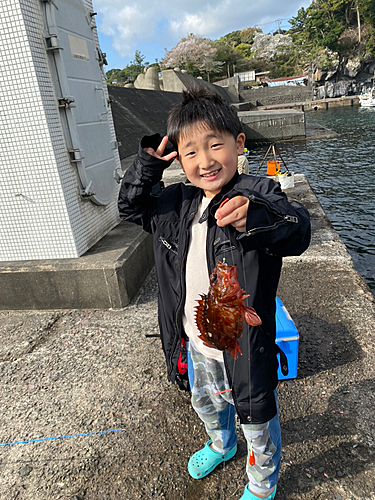 カサゴの釣果