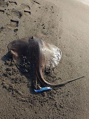 アカエイの釣果