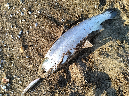 サクラマスの釣果