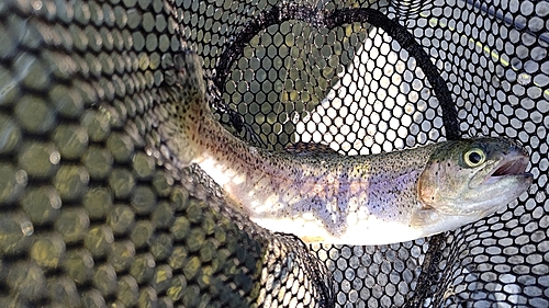 ニジマスの釣果