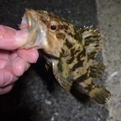 タケノコメバルの釣果