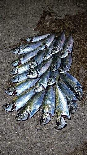 アジの釣果