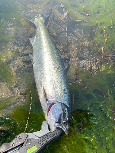 サクラマスの釣果