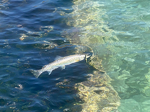 アメマスの釣果