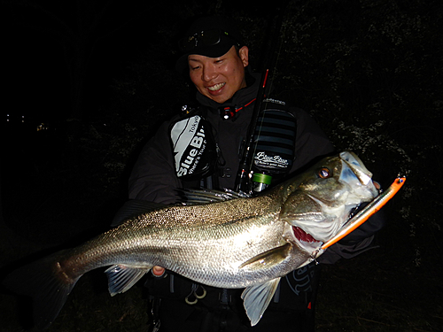 スズキの釣果