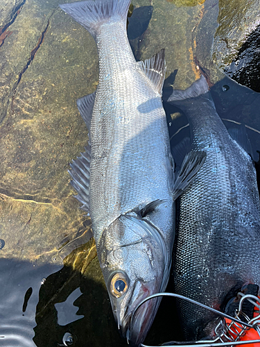 ヒラスズキの釣果