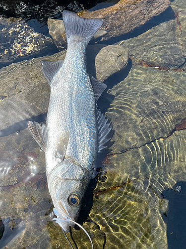 ヒラスズキの釣果