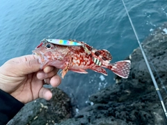 アラカブの釣果