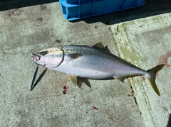 ブリの釣果