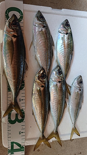 アジの釣果