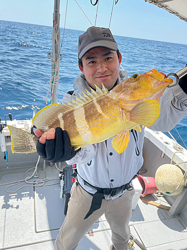 アオハタの釣果