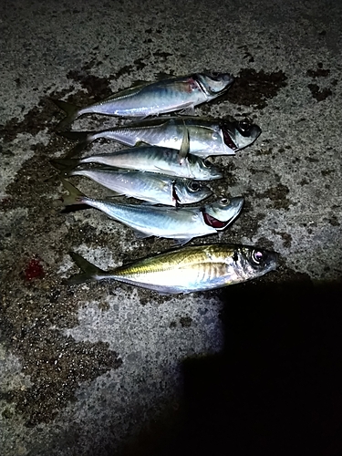 アジの釣果