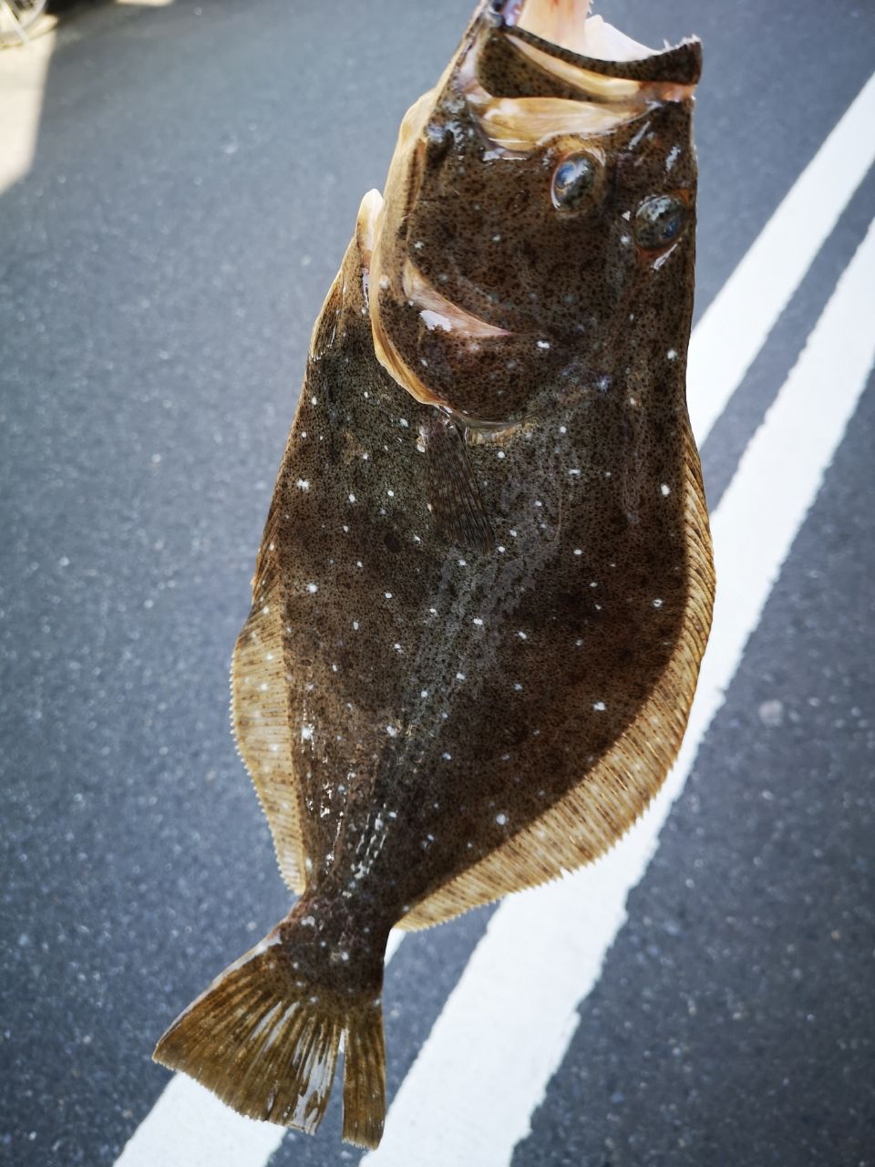 O-tentenさんの釣果 3枚目の画像