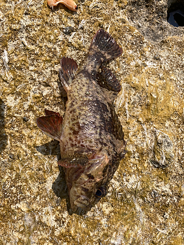 カサゴの釣果