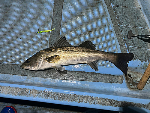 シーバスの釣果