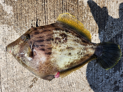 カワハギの釣果