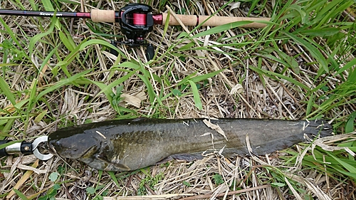 ナマズの釣果