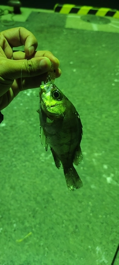 メバルの釣果