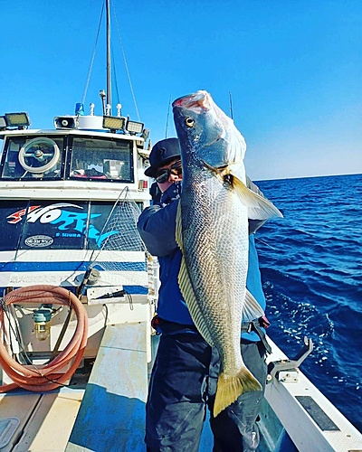 ニベの釣果