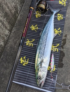 サゴシの釣果