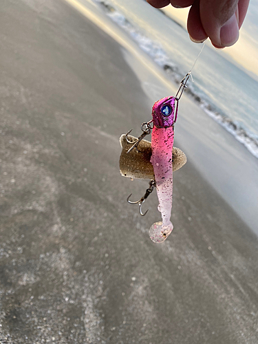 ウシノシタの釣果