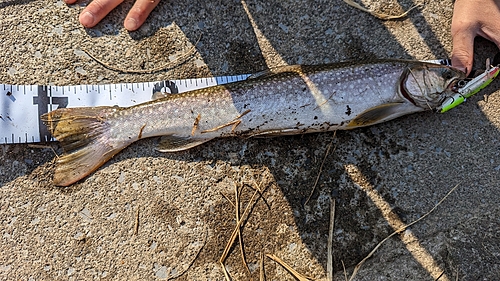 イワナの釣果