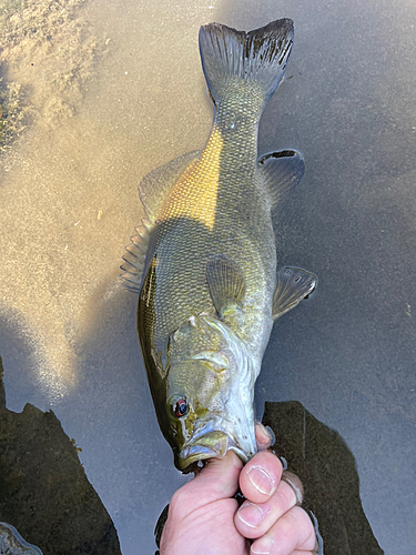 スモールマウスバスの釣果