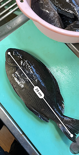 メジナの釣果