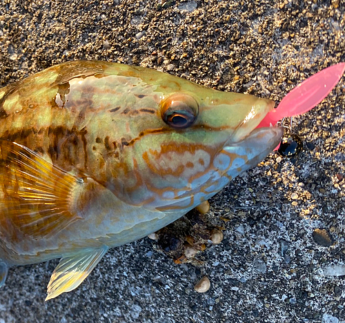 ホシササノハベラの釣果