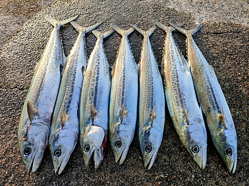 サゴシの釣果