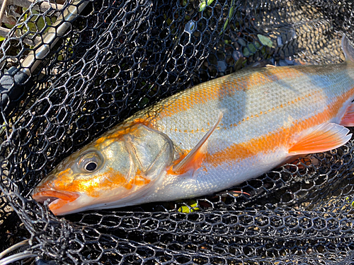 マルタウグイの釣果